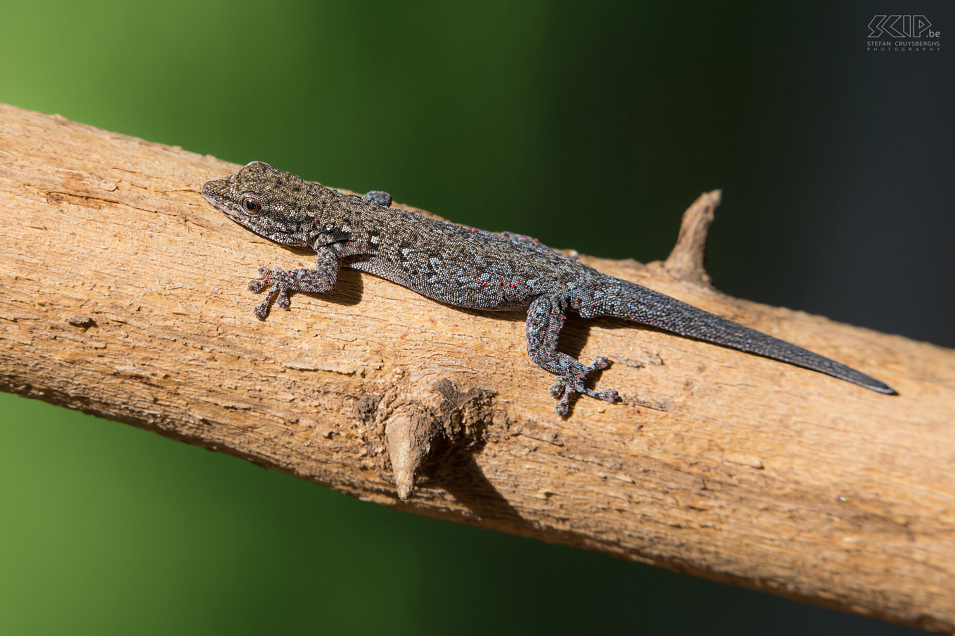 Lower Zambezi - Cape dwarf gecko After a long journey we arrived at a small but beautiful lodge at the Zambezi river. We had a walk in the area and spotted a lot of monkeys, birds, butterflies and lizards.  We also saw several Cape dwarf geckos (Lygodactylus capensis) crawling around in the trees. Stefan Cruysberghs